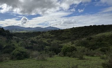 SANTA BERTINA