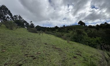 SANTA BERTINA