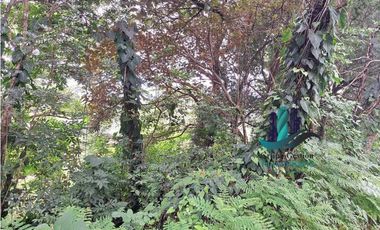 VENDO 14 hectareas +4370mts via CALDERA-.Chiriquicito