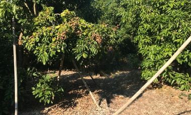 Land for sale in , Lamphun