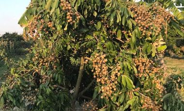 Land for sale in , Lamphun