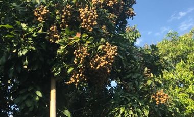 Land for sale in , Lamphun