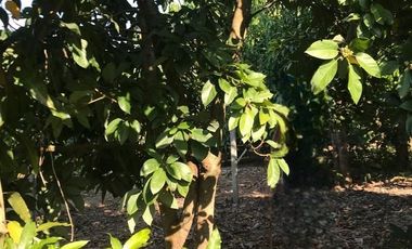 Land for sale in , Lamphun