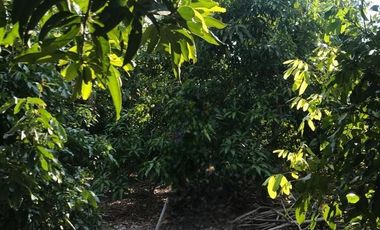 Land for sale in , Lamphun