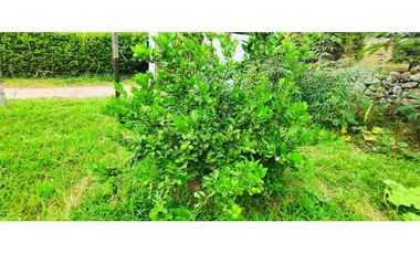 Venta de lote de 1612 M2 en 349 mill en La Mesa Cund, terreno plano