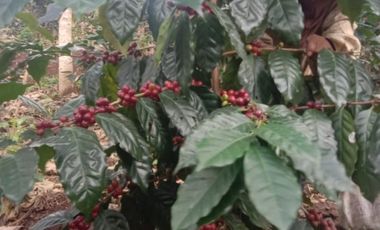 Jual Kebun kopi 25 Ha, cihurip kab Garut 1 pemilik