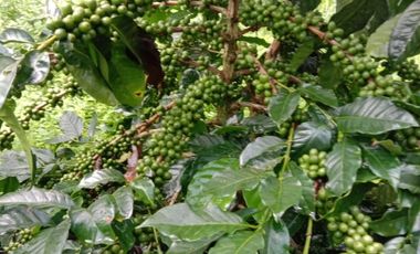 Jual Kebun kopi 25 Ha, cihurip kab Garut 1 pemilik