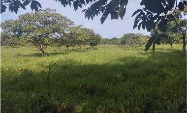 VENDO.3 HECTAREAS EN EL.FRANCES