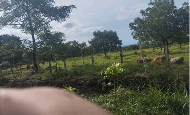 VENDO.3 HECTAREAS EN EL.FRANCES