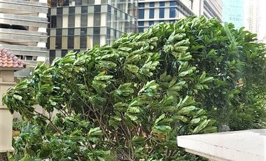 Disewakan Tahunan/Bulanan Townhouse Mediterania Garden Residences 1-Lantai Ground langsung taman + Pool 2 ha