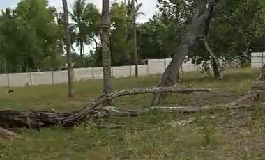 TANAH TEPI PANTAI MONTONG
