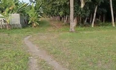 TANAH TEPI PANTAI MONTONG