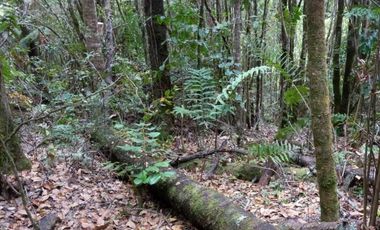 Parcela en Venta en Antillanca