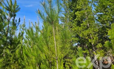 Parcela en Venta en Provincia Cardenal Caro