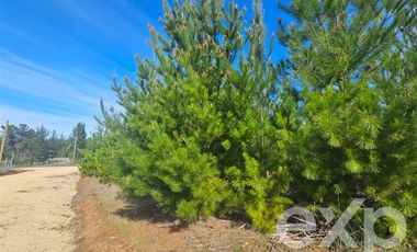 Parcela en Venta en Provincia Cardenal Caro