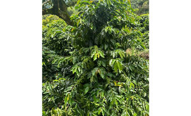 Venta de finca cafetera y aguacatera en el corregimiento de Arabia