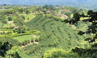 Venta de finca cafetera y aguacatera en el corregimiento de Arabia