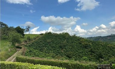 Venta de finca cafetera y aguacatera en el corregimiento de Arabia