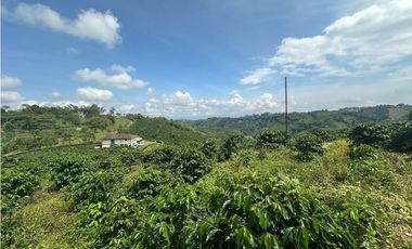 Venta de finca cafetera y aguacatera en el corregimiento de Arabia