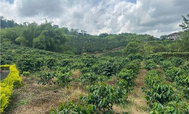 Venta de finca cafetera y aguacatera en el corregimiento de Arabia
