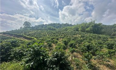 Venta de finca cafetera y aguacatera en el corregimiento de Arabia