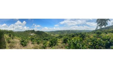 Venta de finca cafetera y aguacatera en el corregimiento de Arabia
