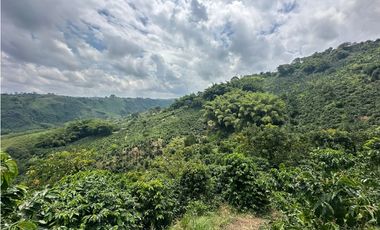 Venta de finca cafetera y aguacatera en el corregimiento de Arabia