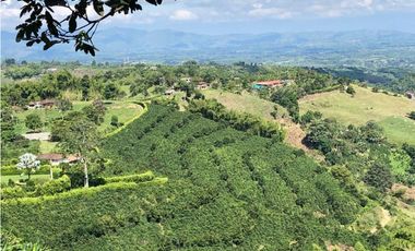 Venta de finca cafetera y aguacatera en el corregimiento de Arabia