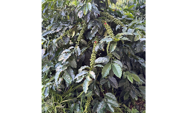 Venta de finca cafetera y aguacatera en el corregimiento de Arabia