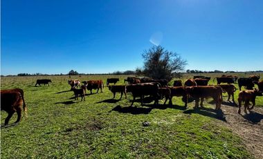 Campo en venta de 122 Has. mixto en Ranchos