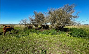 Campo en venta de 122 Has. mixto en Ranchos