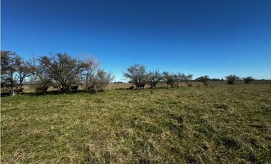 Campo en venta de 122 Has. mixto en Ranchos