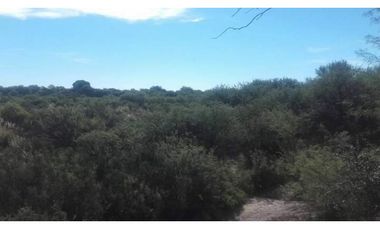 VENDO CAMPO 300 HECTAREAS RUTA 143 GENERAL ALVEAR MENDOZA