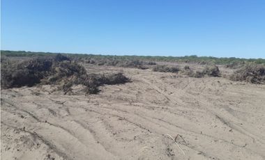 VENDO CAMPO 300 HECTAREAS RUTA 143 GENERAL ALVEAR MENDOZA