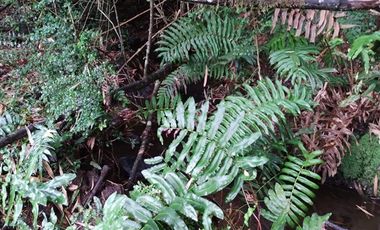 Parcela en Venta en Rio Bueno, sector Boquial 1