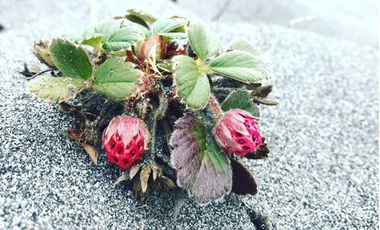 Oportunidad en Chiloé: Isla Tranqui 21,45 Ha