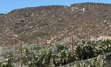 Rancho en VENTA con producción de uva