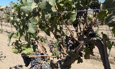 Rancho en VENTA con producción de uva