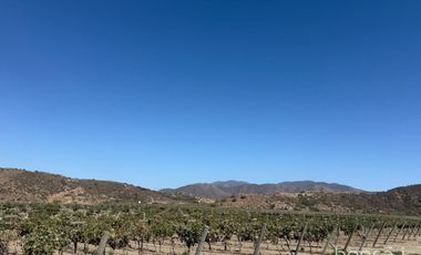 Rancho en VENTA con producción de uva