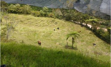 VENDO FINCA EN EL MUNICIPIO DE LA CEJA VEREDA LLANADAS