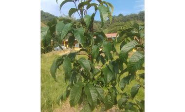 VENDO FINCA EN EL MUNICIPIO DE LA CEJA VEREDA LLANADAS