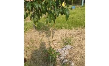VENDO FINCA EN EL MUNICIPIO DE LA CEJA VEREDA LLANADAS