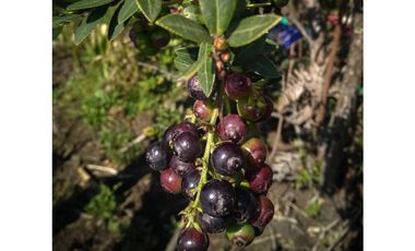 VENDO FINCA EN EL MUNICIPIO DE LA CEJA VEREDA LLANADAS