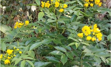 VENDO FINCA EN EL MUNICIPIO DE LA CEJA VEREDA LLANADAS