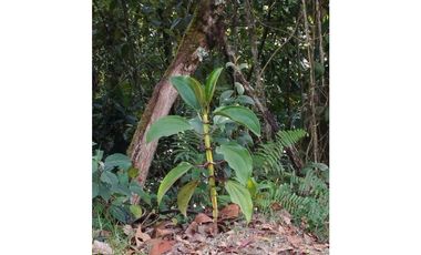 VENDO FINCA EN EL MUNICIPIO DE LA CEJA VEREDA LLANADAS