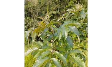 VENDO FINCA EN EL MUNICIPIO DE LA CEJA VEREDA LLANADAS