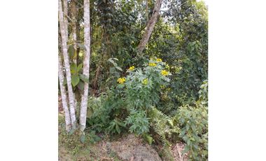 VENDO FINCA EN EL MUNICIPIO DE LA CEJA VEREDA LLANADAS