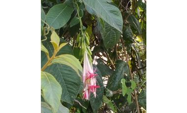 VENDO FINCA EN EL MUNICIPIO DE LA CEJA VEREDA LLANADAS