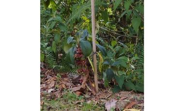VENDO FINCA EN EL MUNICIPIO DE LA CEJA VEREDA LLANADAS