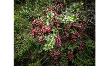 VENDO FINCA EN EL MUNICIPIO DE LA CEJA VEREDA LLANADAS
